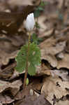 Bloodroot